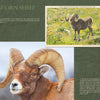A close-up of a bighorn sheep with curved horns appears next to a vintage Yellowstone National Park postcard in this Schiffer Publishing, Ltd. product, which includes info about bighorn sheep in Yellowstone’s grassy landscape.