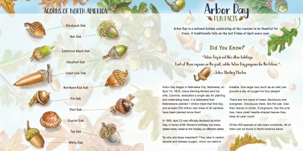 Illustrated infographic from Schiffer Publishing, Ltd.'s "The Tiny Giant," showing North American acorns by oak species with Arbor Day facts, history, and oak graphics—great for teaching how forests grow or for a children's nature book.