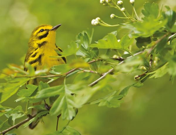A small yellow bird with black streaks perches amid green leaves and white flower buds—a striking scene featured in "Visions" by Schiffer Publishing, Ltd., ideal for bird photography enthusiasts.