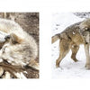A collage titled "Wolf Sanctuary" by Schiffer Publishing, Ltd. captures the snowy beauty of wolves as seen at Speedwell Forge Wolf Sanctuary.