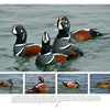 The book "New Jersey Birds and Beyond" by Schiffer Publishing, Ltd. features stunning photos of four vividly marked Harlequin ducks, including a brown female, making it perfect for bird enthusiasts and wildlife photography fans.