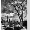 Black-and-white photo of gravestones and monuments under a leafless tree in Laurel Hill Cemetery, with dramatic clouds and sunlight, capturing mourning customs. Featured in "Cemetery Gates" by Schiffer Publishing, Ltd.