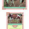 Chincoteague Pony Identification Cards by Schiffer Publishing, Ltd. feature Misty Mills, a brown and white pinto mare on Assateague Island. Each card displays her profile photo, details, and a short description of these unique ponies.