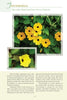 A cluster of vibrant yellow Thunbergia, featured in "Atlanta's Garden Plants" by Schiffer Publishing, Ltd., blooms with dark centers among green leaves; a close-up inset shows the flowers, with plant info text in the background.