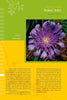 A close-up of a purple flower featured in "Coastal Garden Plants" by Schiffer Publishing, Ltd., ideal for identifying plants commonly found along the southeastern US coast.