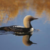 A black-throated loon glides on calm water, its reflection clear, with brown reeds framing the scene. "Visions" by Schiffer Publishing, Ltd. is perfect for nature photography enthusiasts.