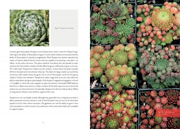 A photo grid showcases Schiffer Publishing, Ltd.’s Sempervivum: a single green rosette with web-like threads on the left, and a grouping in green, yellow, and red tones on the right—ideal for gardening enthusiasts.