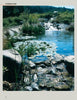 Water Gardens and Natural Pools by Schiffer Publishing, Ltd. showcases stunning garden ponds with lush plants, rocky streams, and tranquil lily pads—an inspiring guide to natural landscape design with beautiful water features.