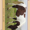 A brown and white horse grazes by water, recalling wild Chincoteague Ponies, is shown with a beige border and "WILDEST DREAMS" on the side. Product: Chincoteague Pony Identification Cards by Schiffer Publishing.