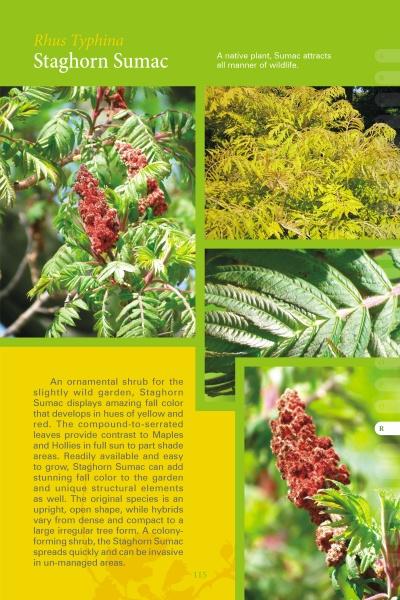 A collage of close-up Staghorn Sumac leaves and red cone-shaped seed clusters, with informative text about northern coastal flora, from "Coastal Garden Plants" by Schiffer Publishing, Ltd., on a green and yellow background.