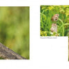 Showcasing three bird photos—a black-capped chickadee, a song sparrow, and a common yellowthroat—Birds and Beacons of Michigan by Schiffer Publishing, Ltd. is ideal for any birdwatching guide.
