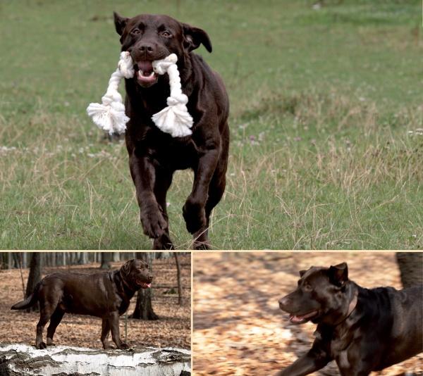 A chocolate Labrador enjoys outdoor adventures fueled by homemade treats from "Cooking for Dogs" by Schiffer Publishing, Ltd., ensuring optimal dog nutrition.