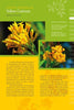 Close-up of vibrant yellow flowers and green leaves featured in "Coastal Garden Plants" by Schiffer Publishing, Ltd.—a book detailing plant identification, origins, blooms, and benefits for coastal gardens, including drought tolerance and hummingbird appeal.