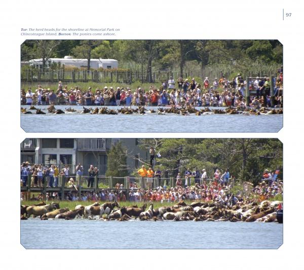 Crowds on shore and boardwalks watch as a large herd of Chincoteague Ponies, featured by Schiffer Publishing, Ltd., swims across the water from Assateague Island, with green trees and buildings behind them.