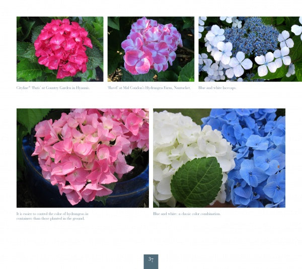 Five images of Hydrangeas by Schiffer Publishing, Ltd. display colorful blooms—bright pink, blue, white, and light pink—amid green leaves, with captions below highlighting the beauty of Cape Cod hydrangea gardens.