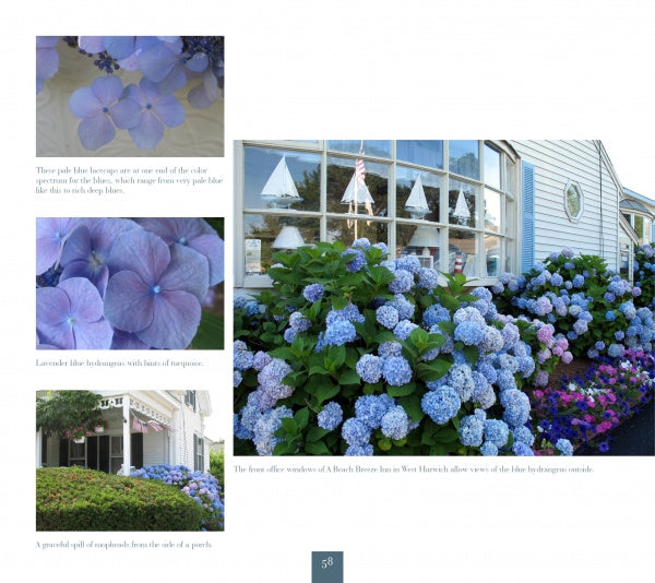 A large cluster of Hydrangeas by Schiffer Publishing, Ltd. blooms in blue and lavender beside the windows and entrance of a white building with glass doors and holiday decorations, with close-ups of flowers and a potted plant on the left.