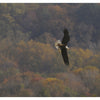 Experience the majesty of bald eagle nesting season with "Inside a Bald Eagle's Nest" by Schiffer Publishing, Ltd., offering an up-close look at these iconic birds in their natural habitat.