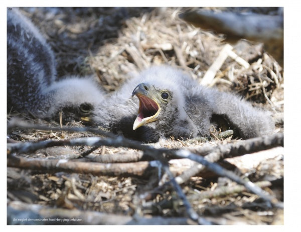 A fluffy eaglet rests in a stick nest, beak open as it calls out—an adorable moment from eagle nesting season, as featured in "Inside a Bald Eagle's Nest" by Schiffer Publishing, Ltd.