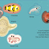 “Who Is Hiding in the Sea?” by Schiffer Publishing, Ltd. features adorable sea creatures—octopus, clownfish, stingray, shrimp, crab, seahorse, starfish, and hermit crab—illustrated with cartoon eyes in a fun, interactive board book.