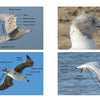 Gulls of North America by Schiffer Publishing, Ltd. features four labeled images: two flying gulls with wing and tail parts marked, a close-up of a gull’s head, and a gull in flight over water—perfect for any photographic field guide.
