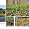 A collage depicts a backyard garden with a greenhouse, raised beds, and seedlings, evoking Amish vegetable plots. Blooming flowers frame a quote about learning gardening from one’s mother, featuring "Amish Gardens of Lancaster County" by Schiffer Publishing, Ltd.