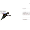 A bird soars above, capturing the beauty of Cape Cod, as featured by Schiffer Publishing, Ltd.