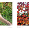A red fox stands on a grassy edge among vibrant autumn leaves, capturing the beauty of Cape Cod wildlife—featured in "Cape Cod" by Schiffer Publishing, Ltd.
