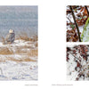 A snowy owl in snowfall, birds among moss, and red berries on snow highlight Cape Cod wildlife, as featured in "Cape Cod" by Schiffer Publishing, Ltd.