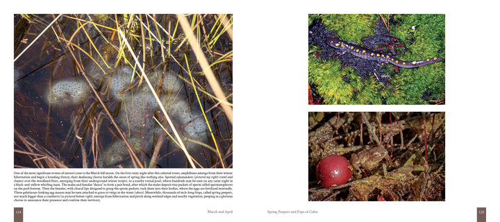 A close-up of "Cape Cod" by Schiffer Publishing, Ltd., showcasing breathtaking photography that captures the unique beauty of local ecosystems and wildlife.