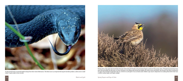 Side-by-side photos showcase Cape Cod's wildlife: a black snake with its tongue out and two yellow-faced brown birds in dry shrubs. Discover more of Cape Cod’s vibrant ecosystems in this Schiffer Publishing, Ltd. release.